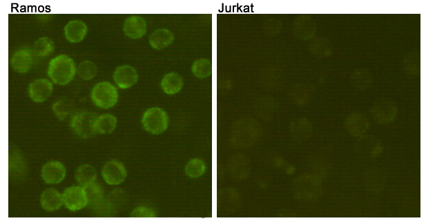 CD19 Mouse mAb (FITC) ABZ4056