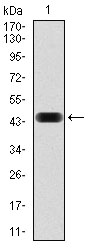 Nck Mouse mAb ABZ4058