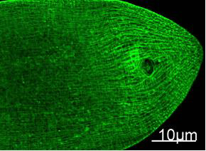 MYH1 (9C7) Mouse mAb ABZ4060