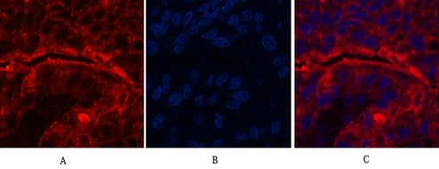 CD15 Mouse mAb ABZ4062