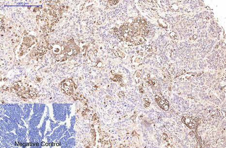 CD15 Mouse mAb ABZ4062