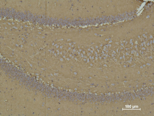 CD15 Mouse mAb ABZ4062