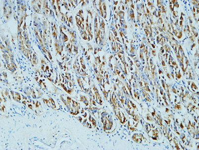 CD15 Mouse mAb ABZ4062