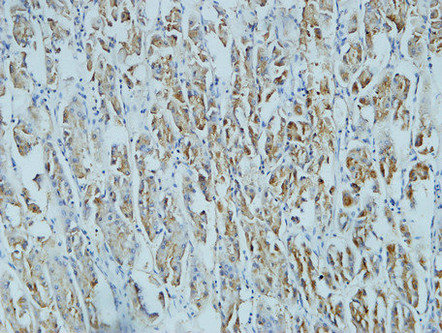 CD15 Mouse mAb ABZ4062