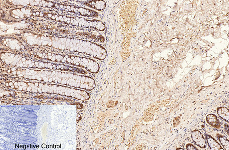 CD2 (3F10) Mouse mAb ABZ4066