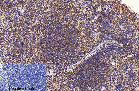 CD2 (3F10) Mouse mAb ABZ4066