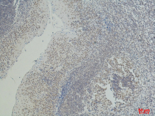 CD2 (3F10) Mouse mAb ABZ4066