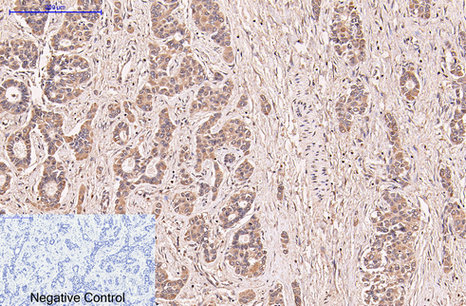 CD5 (10F9) Mouse mAb ABZ4067