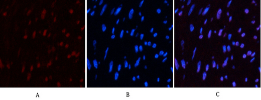 CD10 (7C7) Mouse mAb ABZ4068
