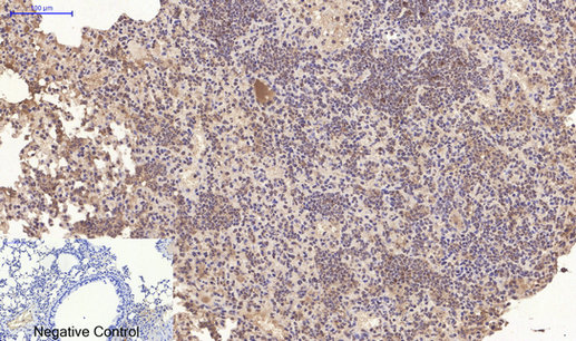 CD10 (7C7) Mouse mAb ABZ4068