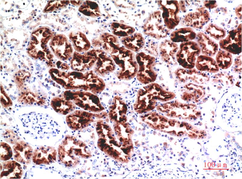 Cystatin C (4A9) Mouse mAb ABZ4072