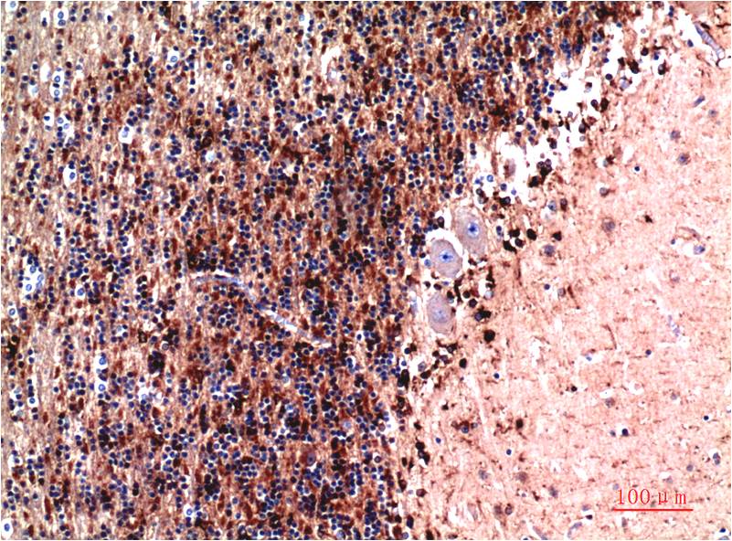 Cystatin C (4A9) Mouse mAb ABZ4072