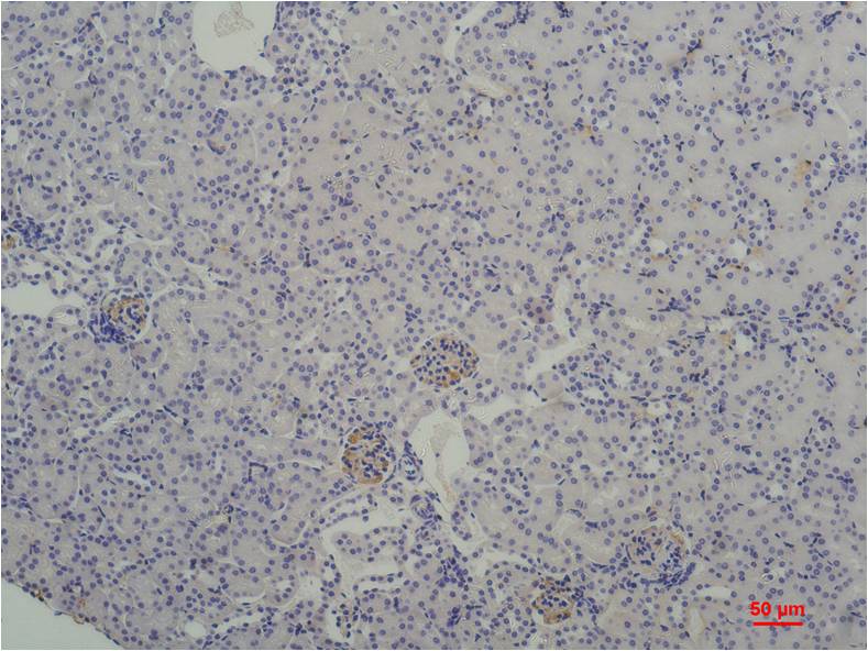 TATA binding protein TBP Mouse mAb ABZ4084