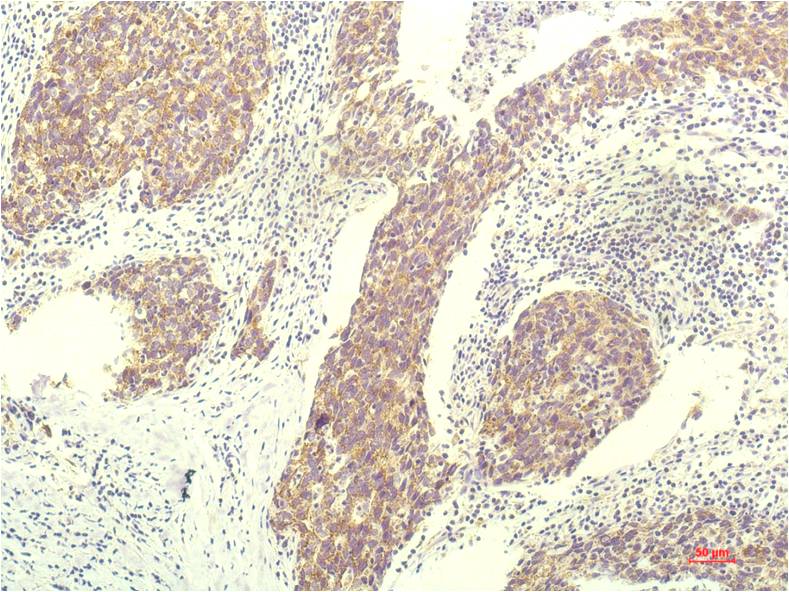 STAT1 (9G8) Mouse mAb ABZ4087