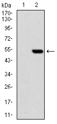 PHC1 (8G5) Mouse mAb ABZ4088