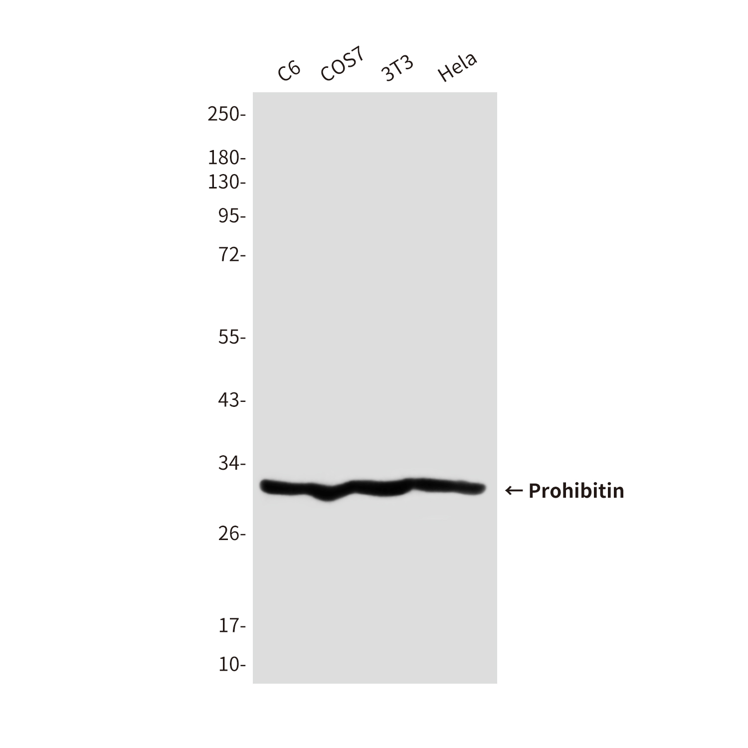 Prohibitin (5H7) Mouse mAb ABZ4090