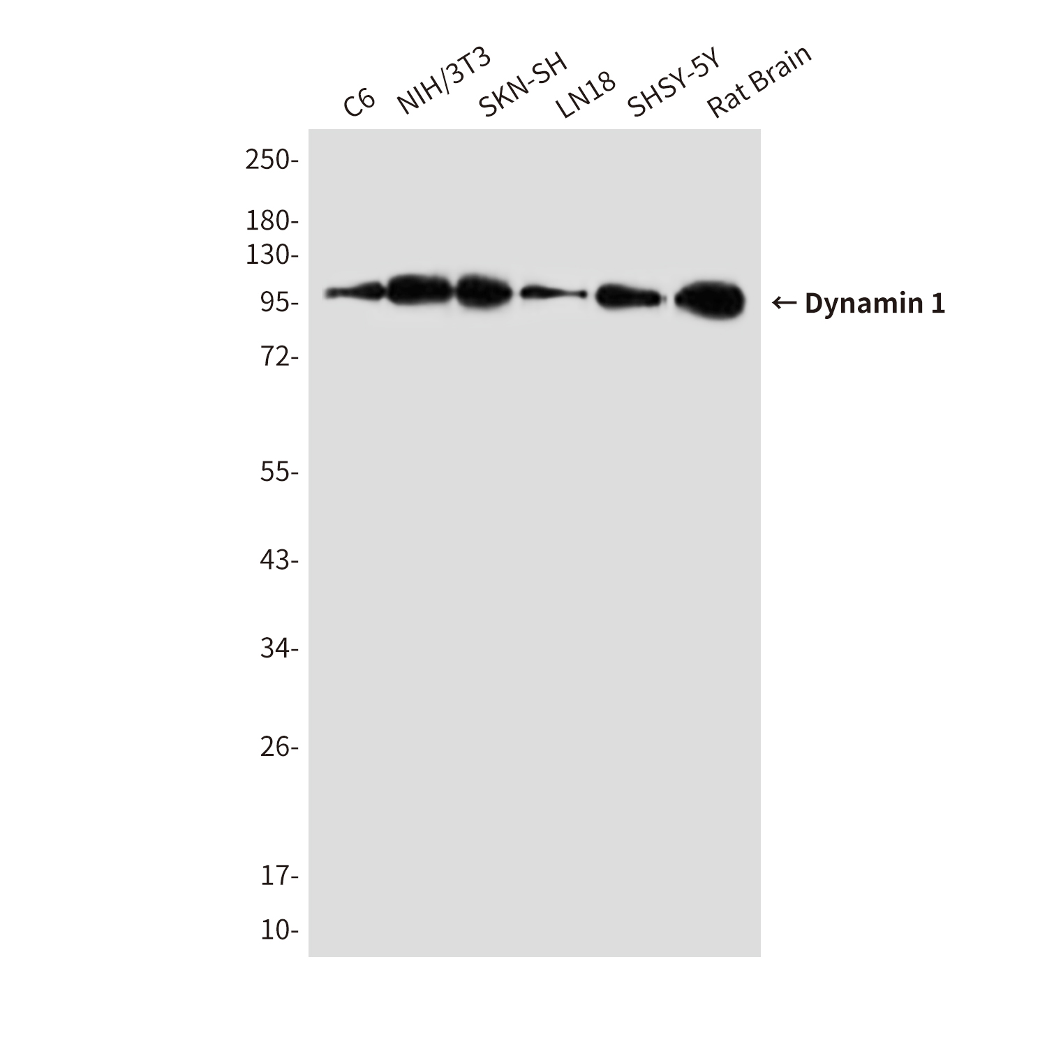 Dynamin 1 (5B9) Mouse mAb ABZ4091