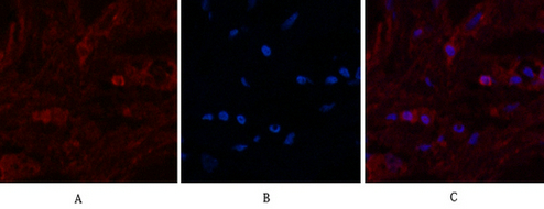 alpha Lactalbumin (10B3) Mouse mAb ABZ4098