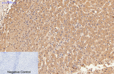 alpha Lactalbumin (10B3) Mouse mAb ABZ4098