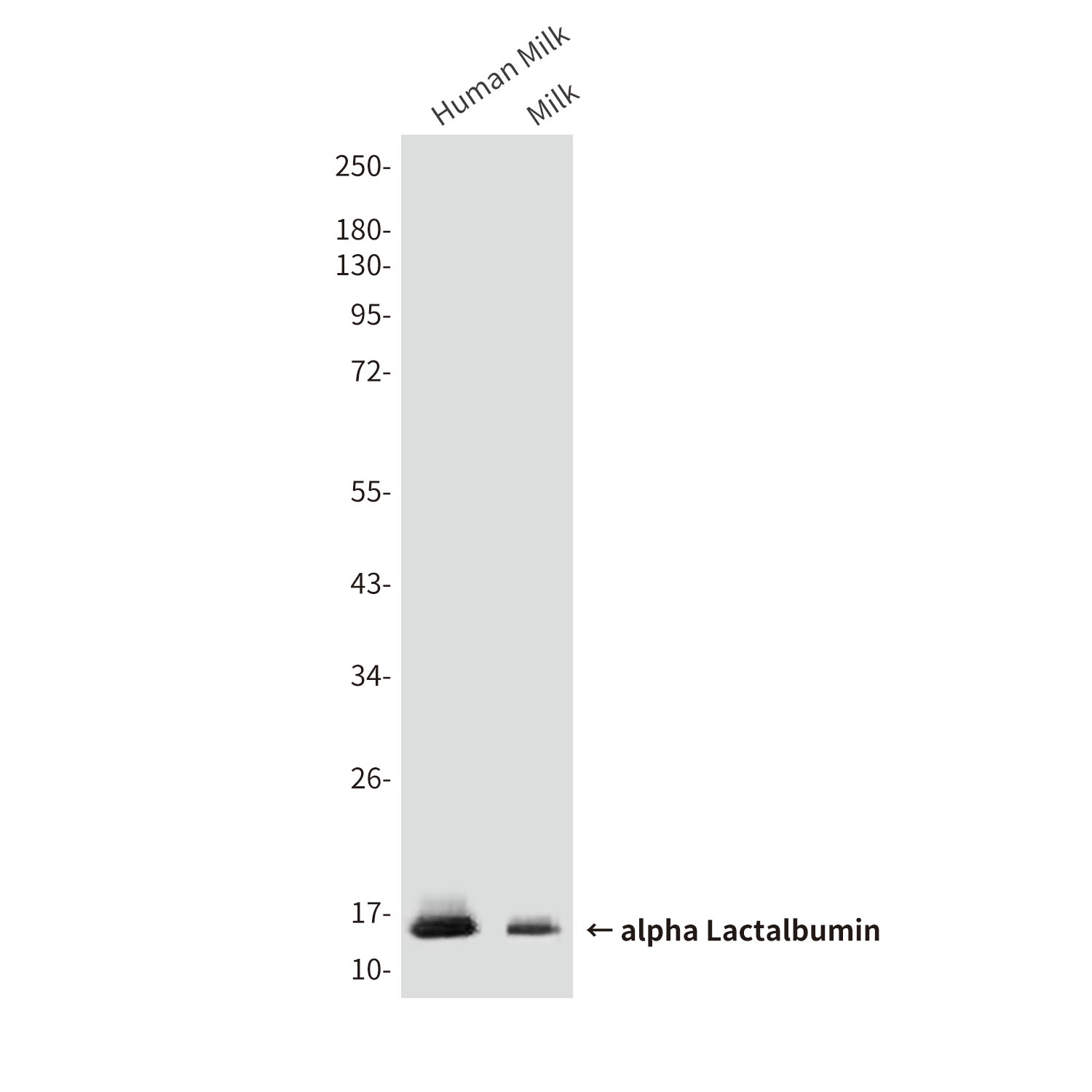 alpha Lactalbumin (10B3) Mouse mAb ABZ4098