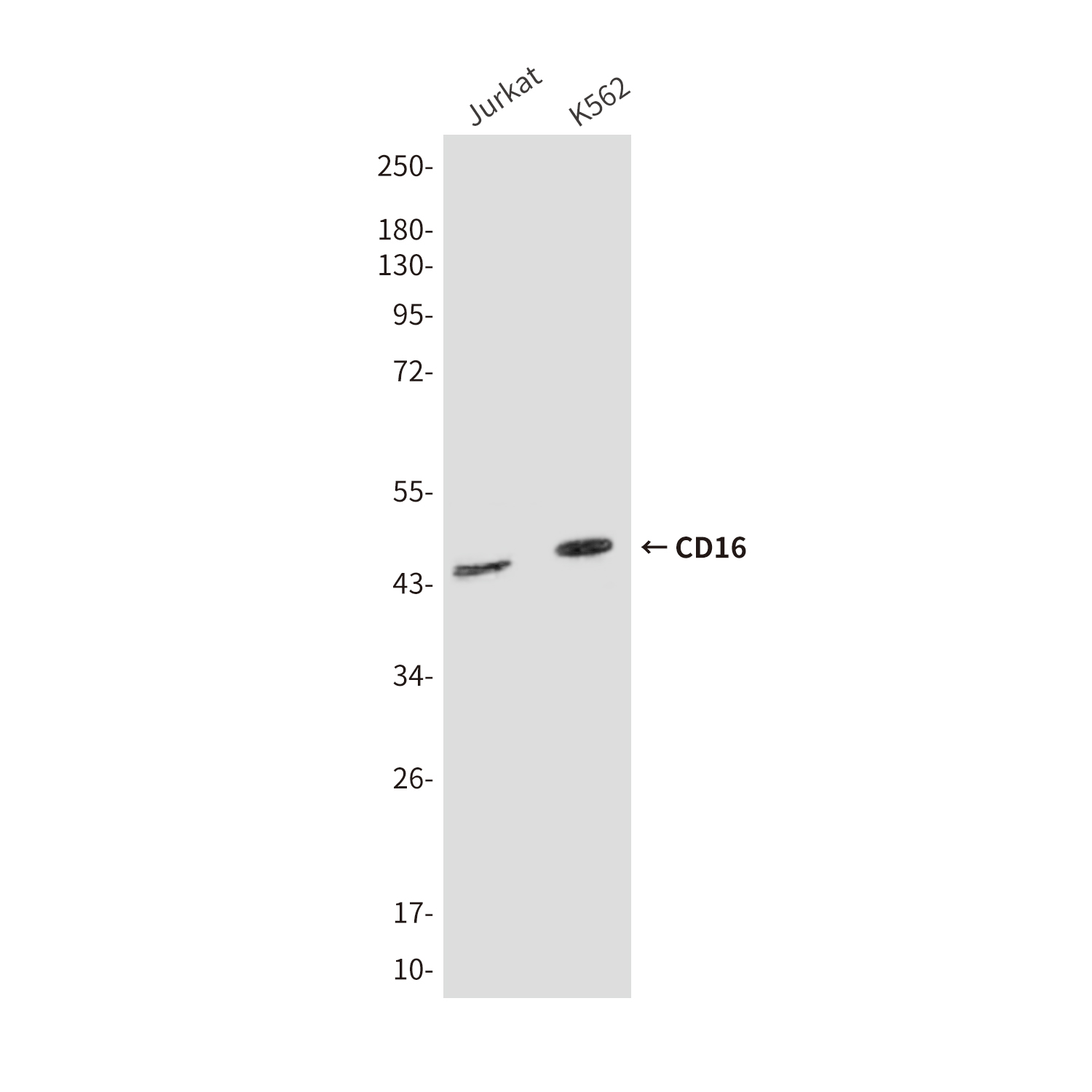 CD16 Mouse mAb ABZ4099