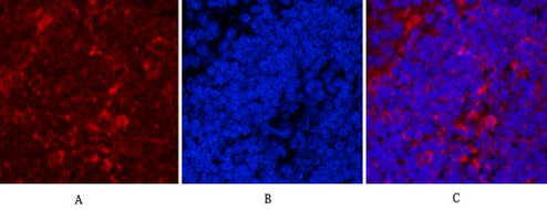 Hsp90 beta (6A7) Mouse mAb ABZ4100