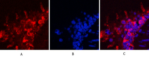 Hsp90 beta (6A7) Mouse mAb ABZ4100