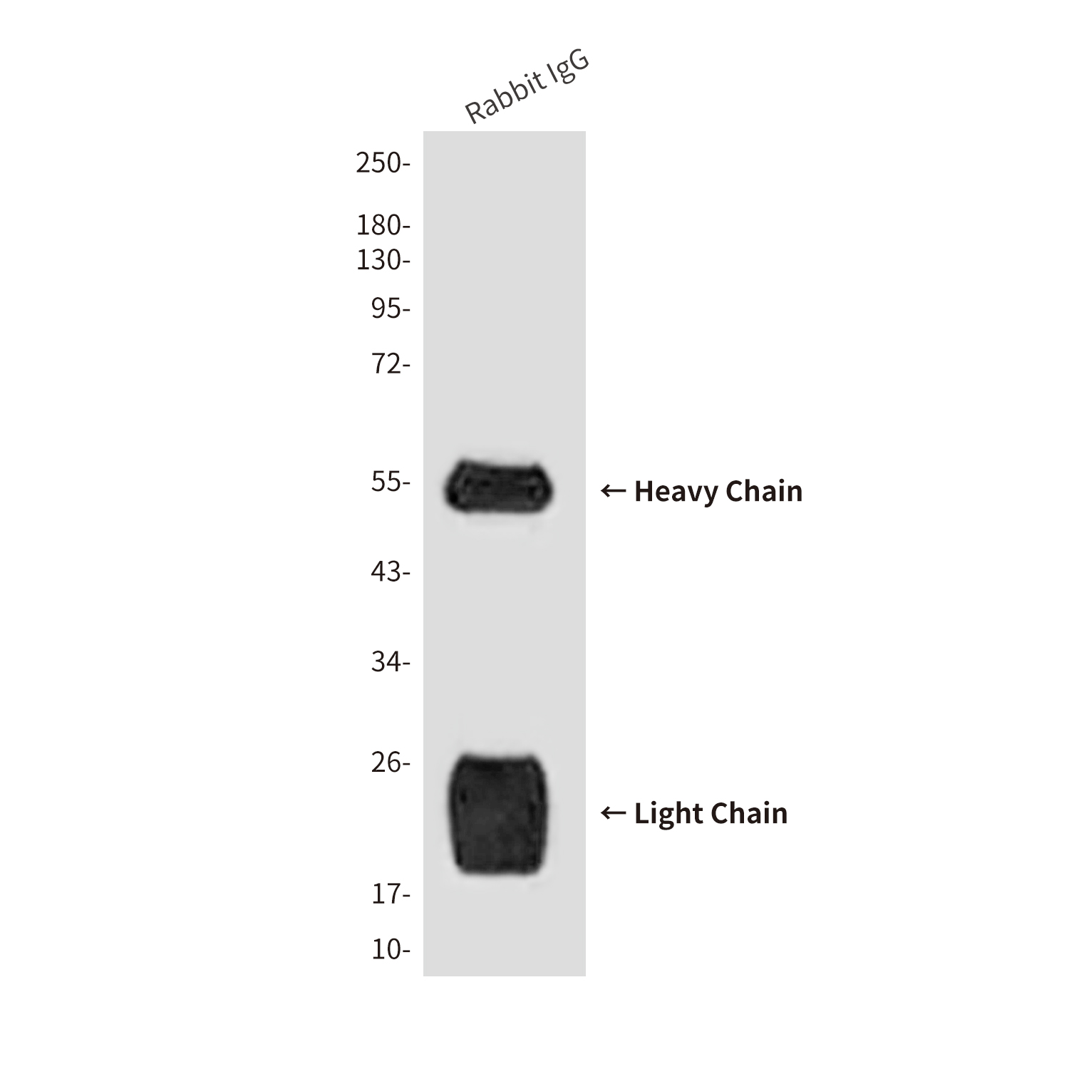 Rabbit IgG H&L (10D2) Mouse mAb ABZ4101