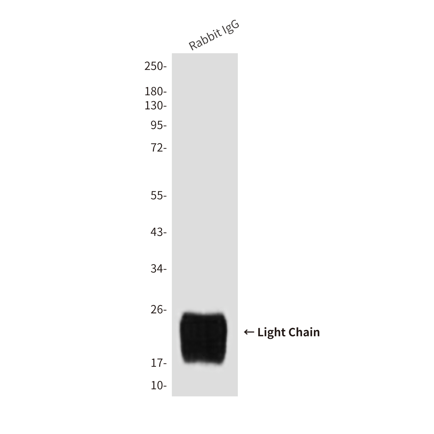 Rabbit IgG Light Chain (7F9) Mouse mAb ABZ4103