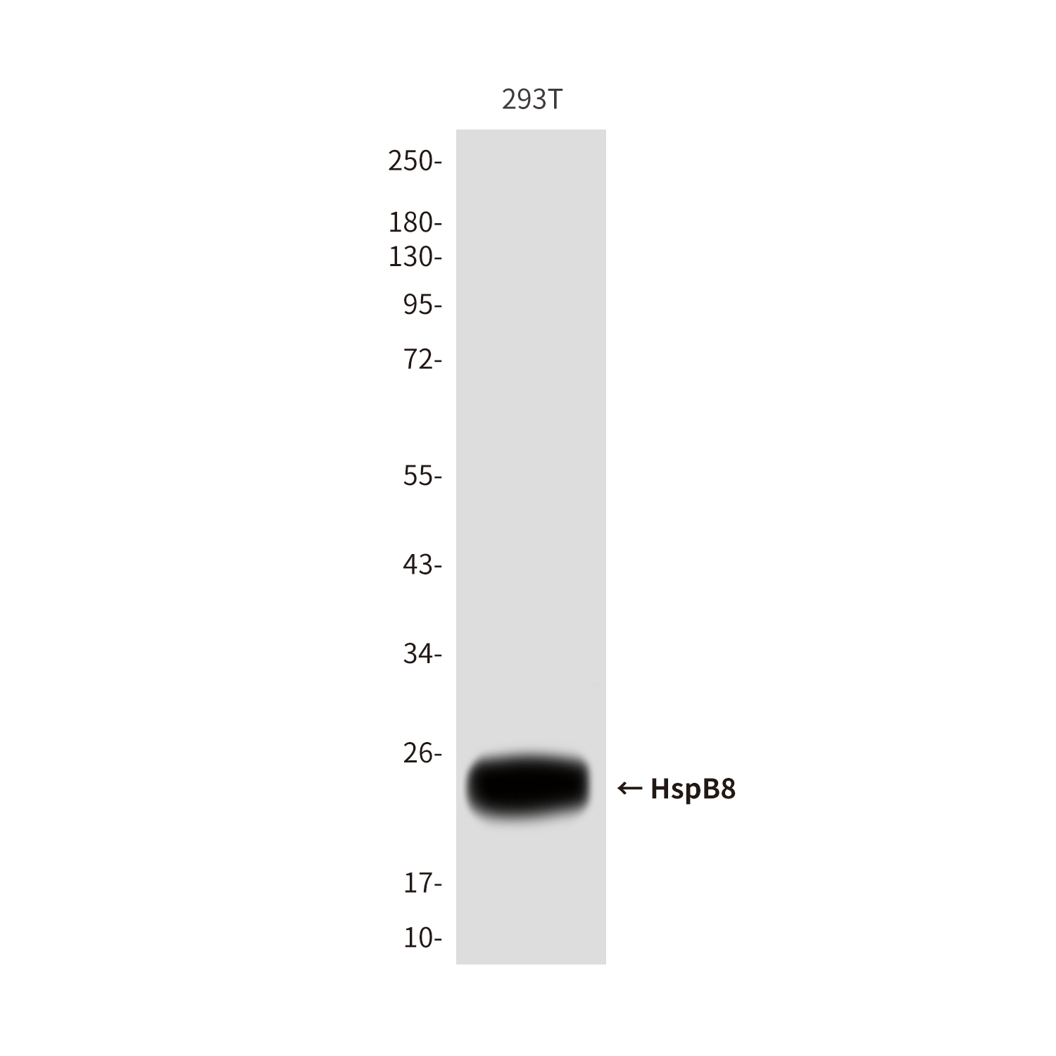 HspB8 (1D7) Mouse mAb ABZ4104