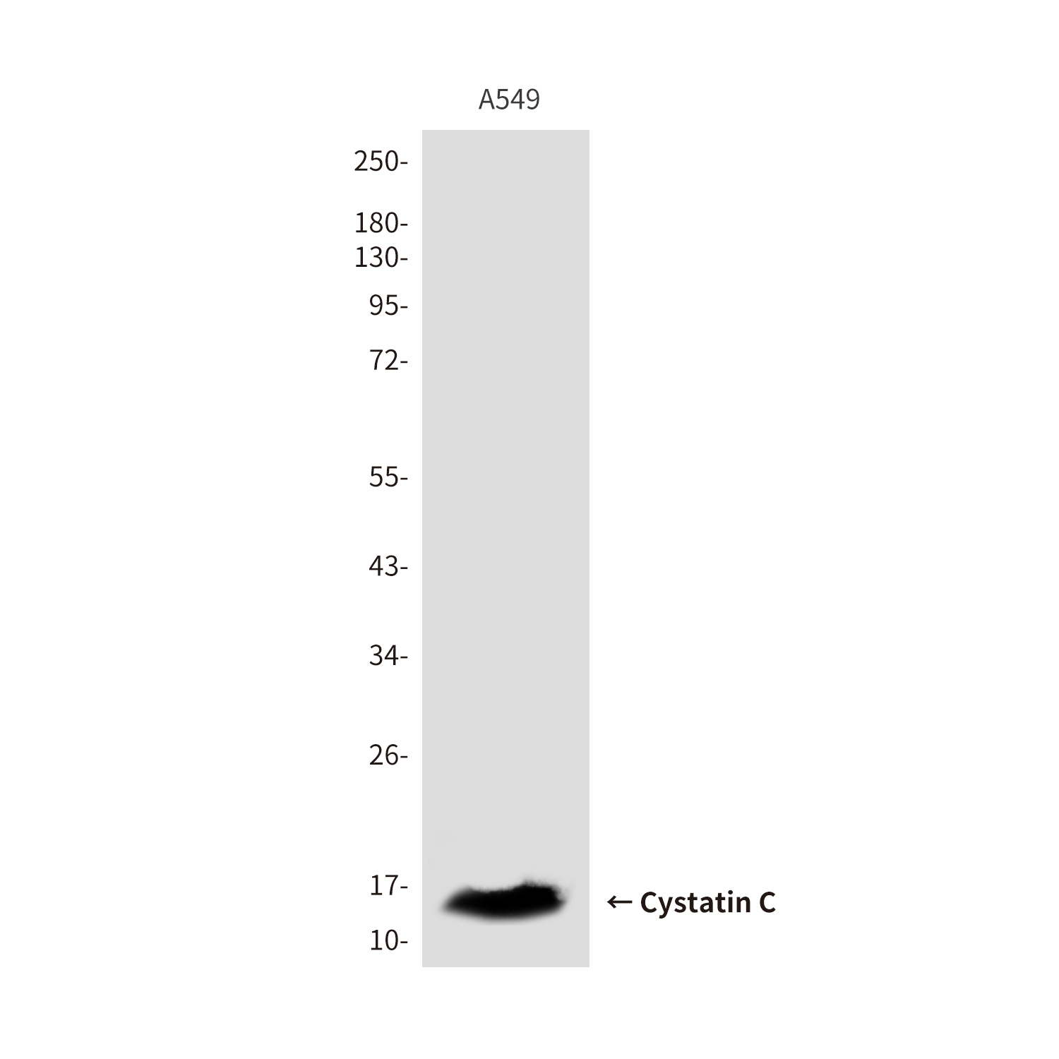 Cystatin C (3C8) Mouse mAb ABZ4105