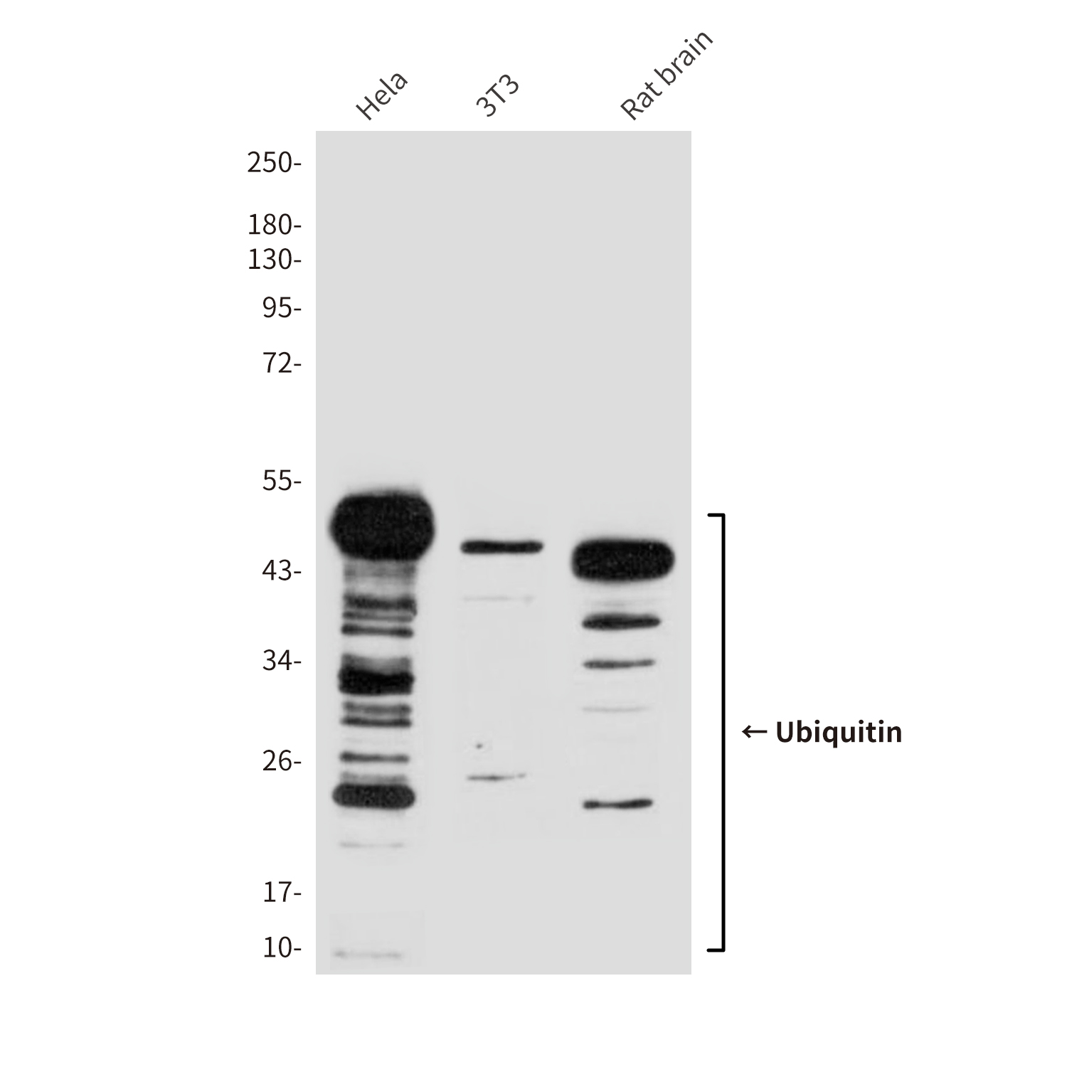 Ubiquitin (1B8) Mouse mAb ABZ4106