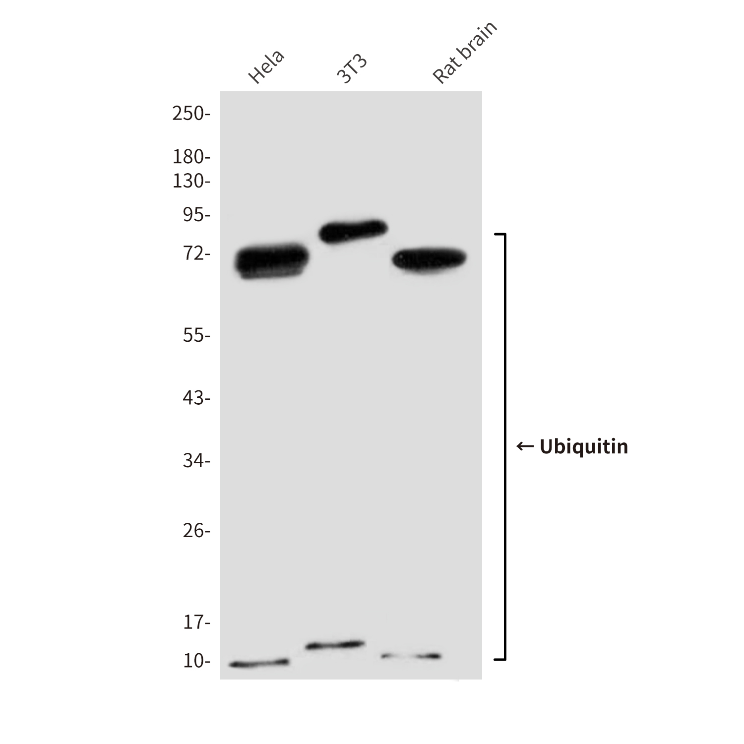Ubiquitin (7F2) Mouse mAb ABZ4107