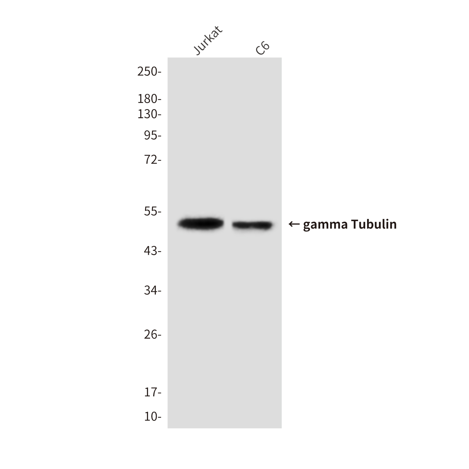 gamma Tubulin (6A10) Mouse mAb ABZ4108