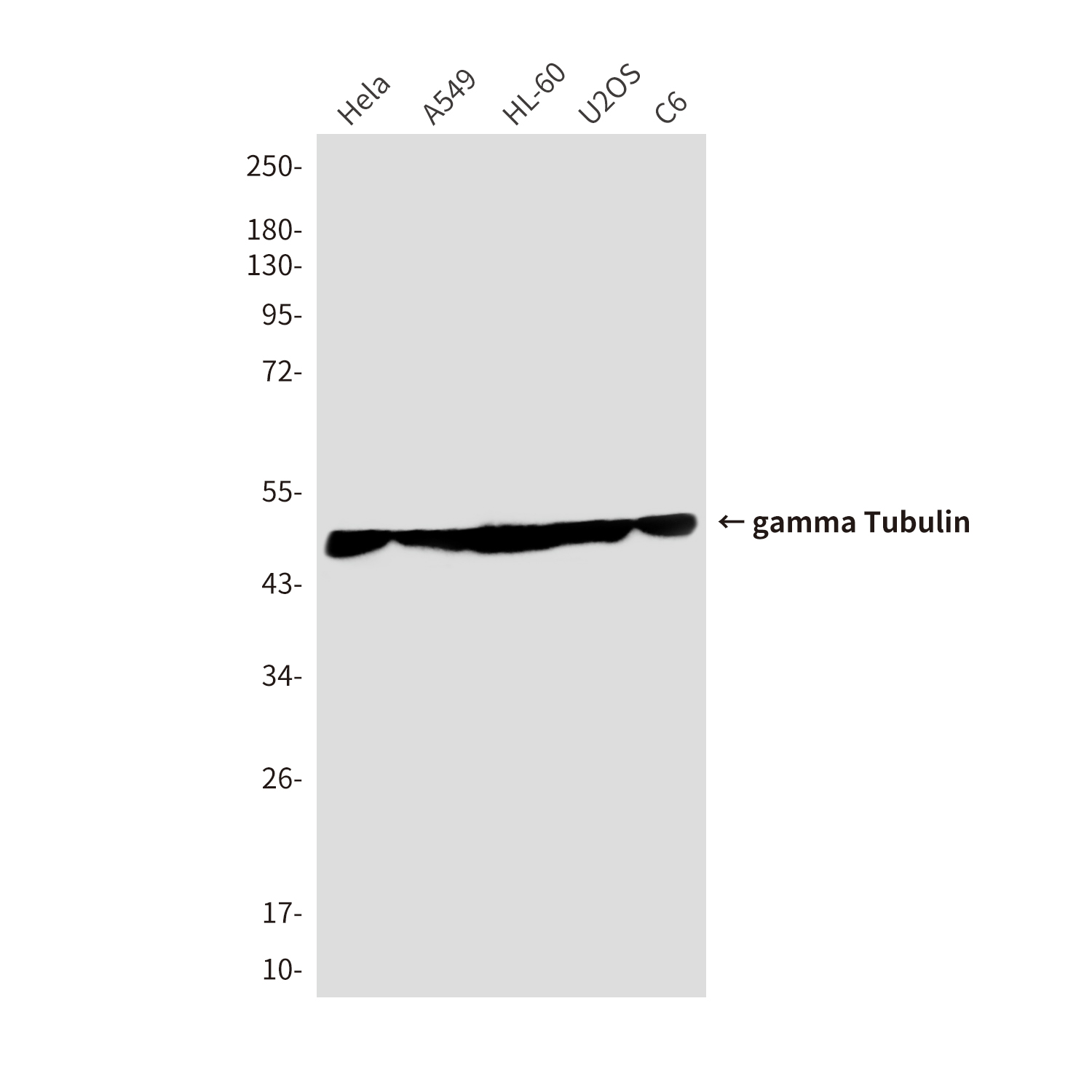 gamma Tubulin (6A10) Mouse mAb ABZ4108