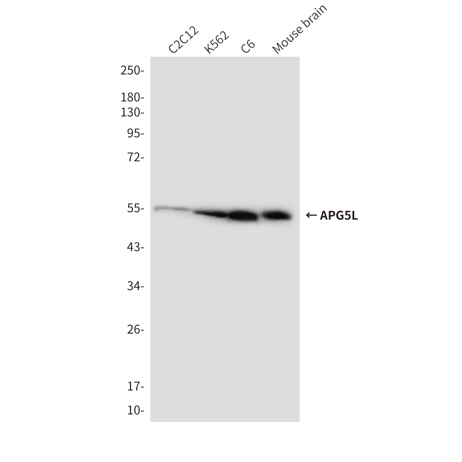 APG5L/ATG5 (3C10) Mouse mAb ABZ4110