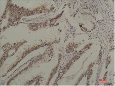 Hsc70 (4C2) Mouse mAb ABZ4111