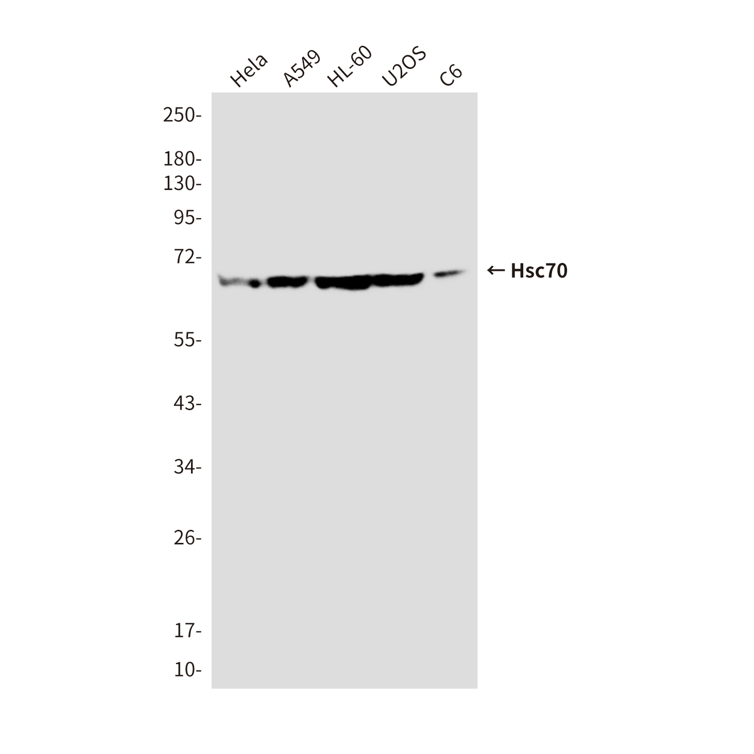 Hsc70 (5C2) Mouse mAb ABZ4112