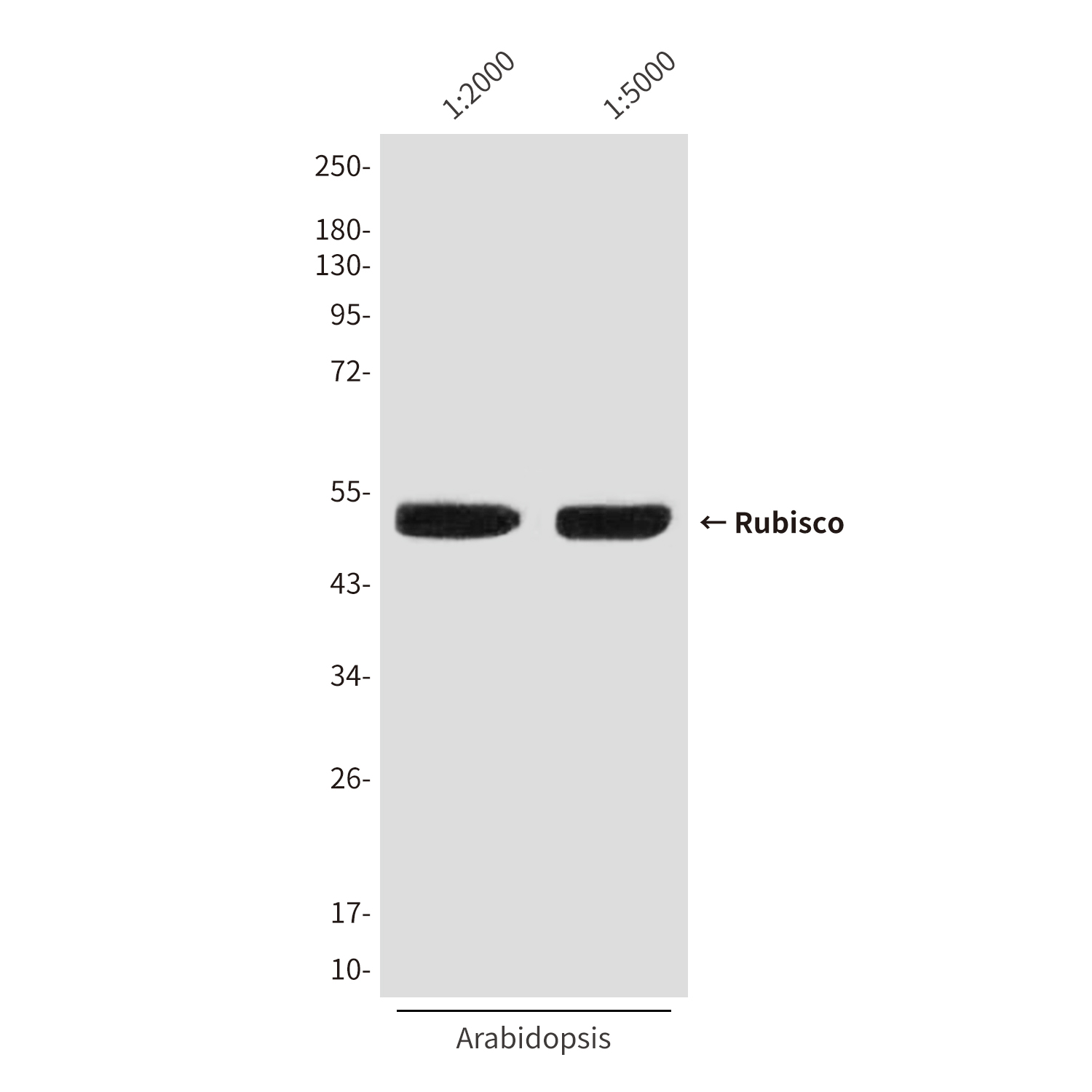 Rubisco (1E3) Mouse mAb ABZ4113