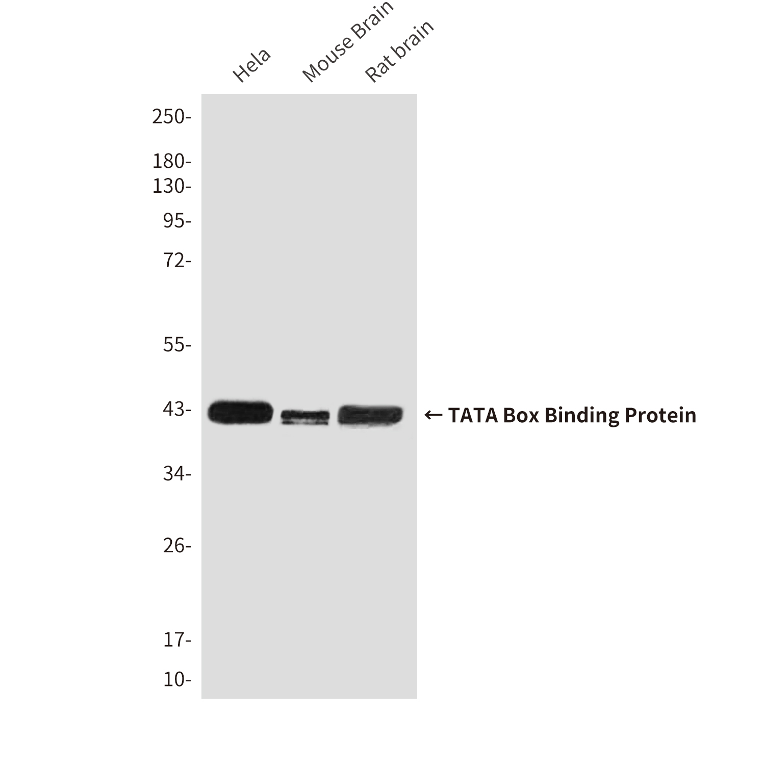 TATA binding protein TBP Mouse mAb ABZ4114