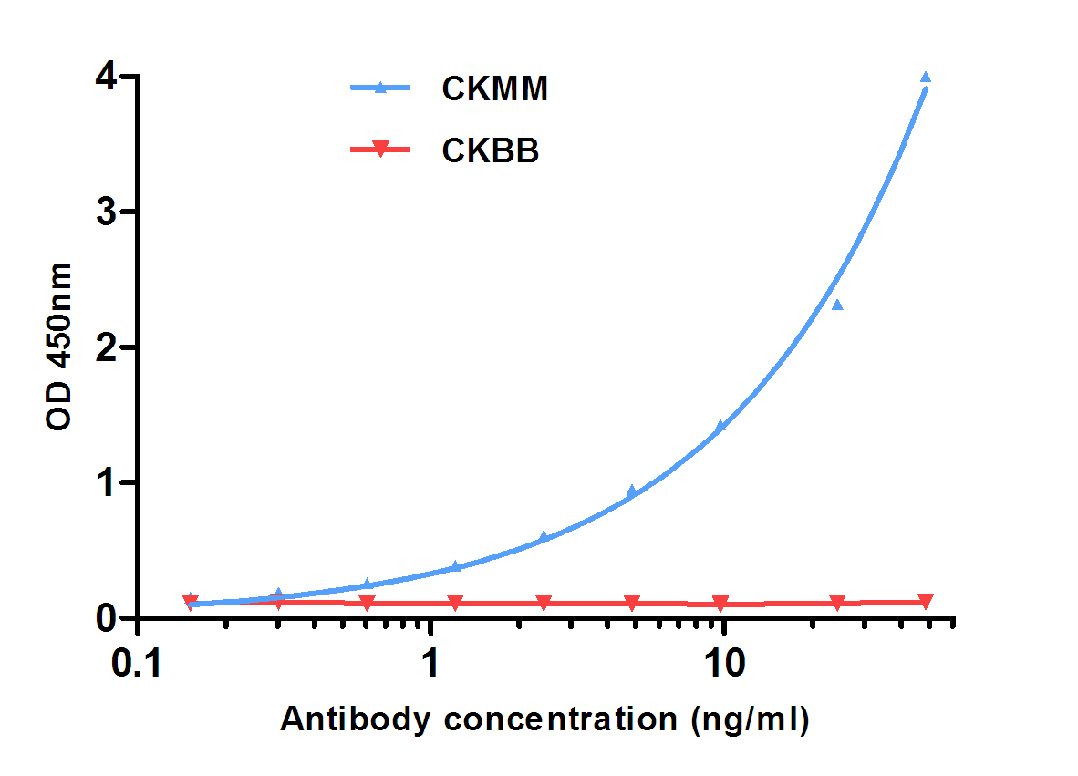 Creatine Kinase MM (6A12) Mouse mAb ABZ4133