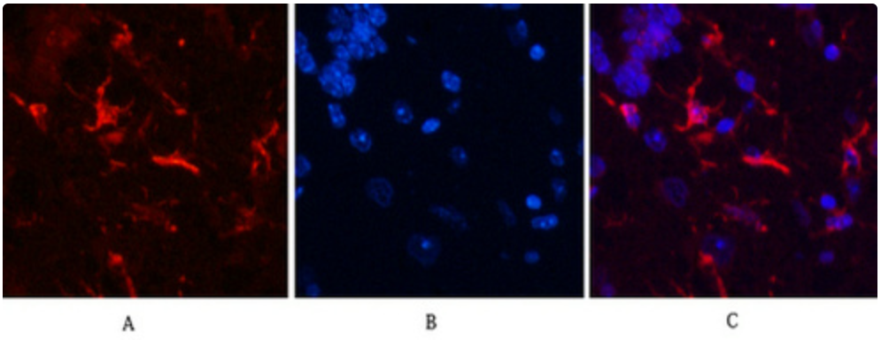 GFAP (9A2) Mouse mAb ABZ4143