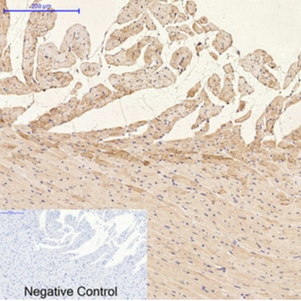 GFAP (9A2) Mouse mAb ABZ4143
