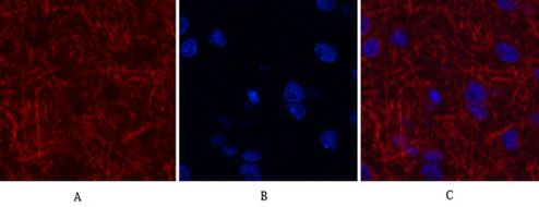 MAP2  Mouse mAb ABZ4145