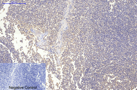 MAP2  Mouse mAb ABZ4145