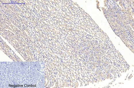 MAP2  Mouse mAb ABZ4145