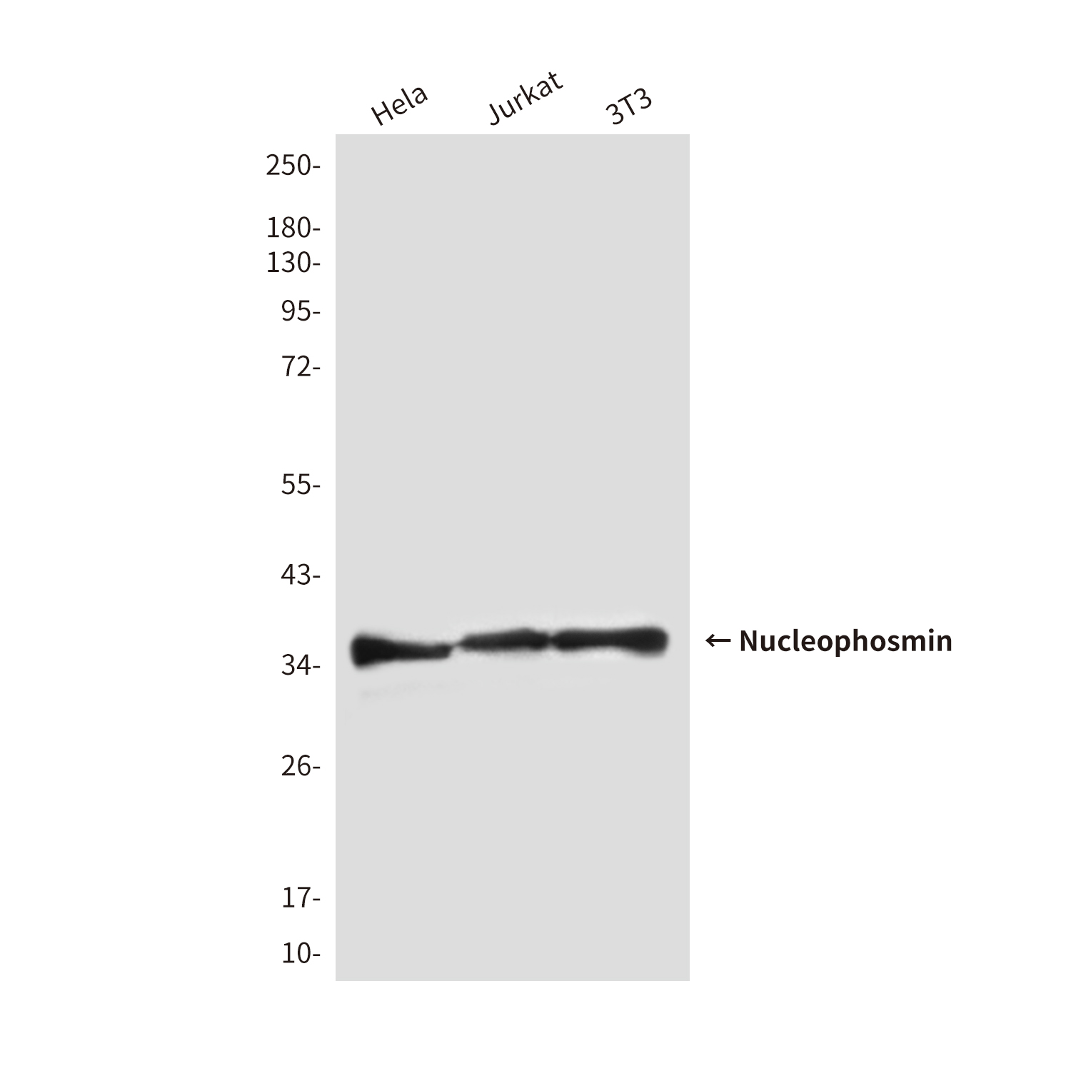 Nucleophosmin Mouse mAb ABZ4147