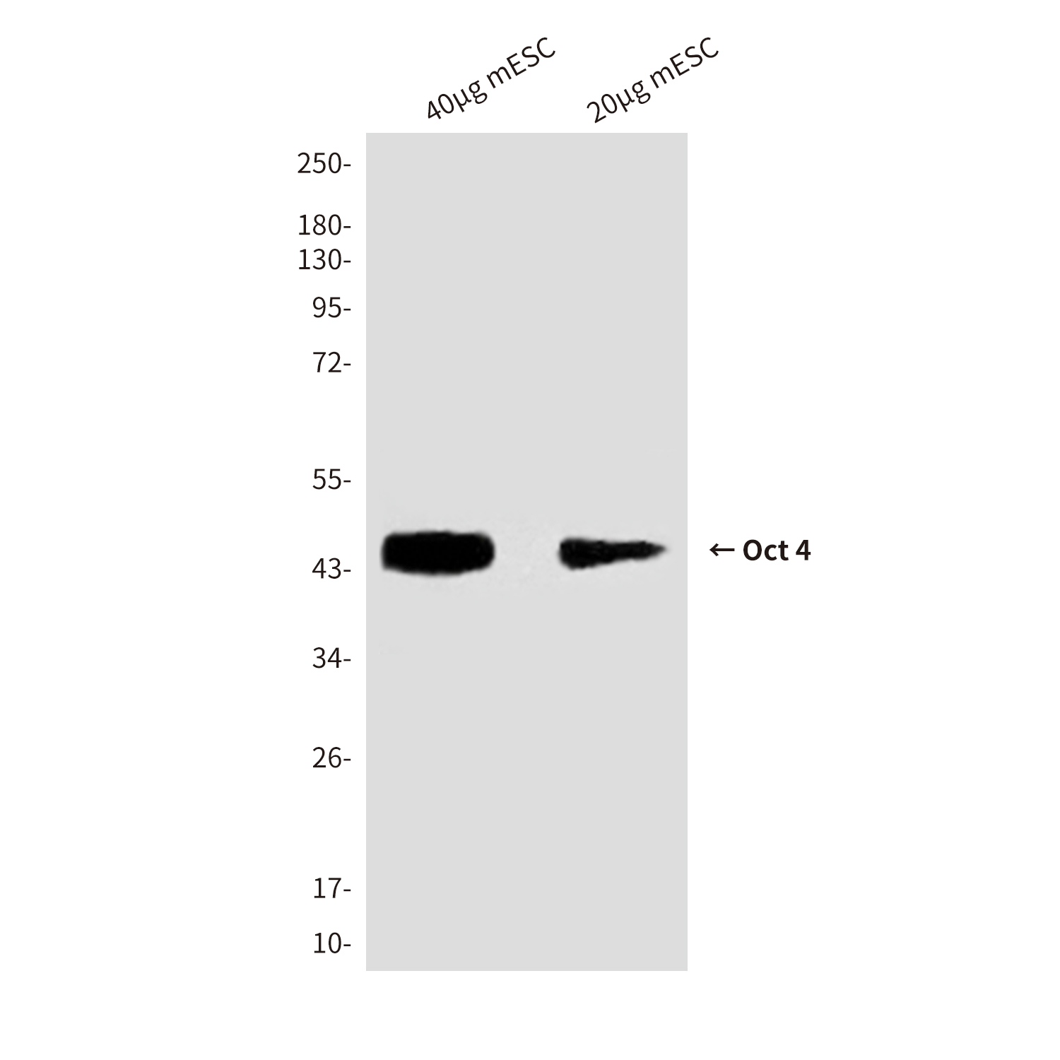 Oct-4 (3F5) Mouse mAb ABZ4149