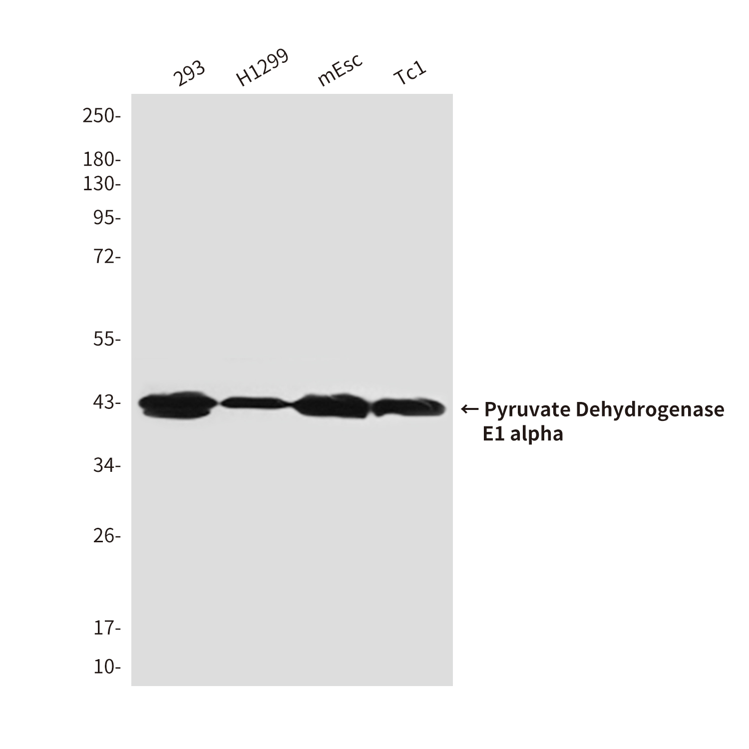 Pyruvate Dehydrogenase E1 alpha (3H2) Mouse mAb ABZ4150