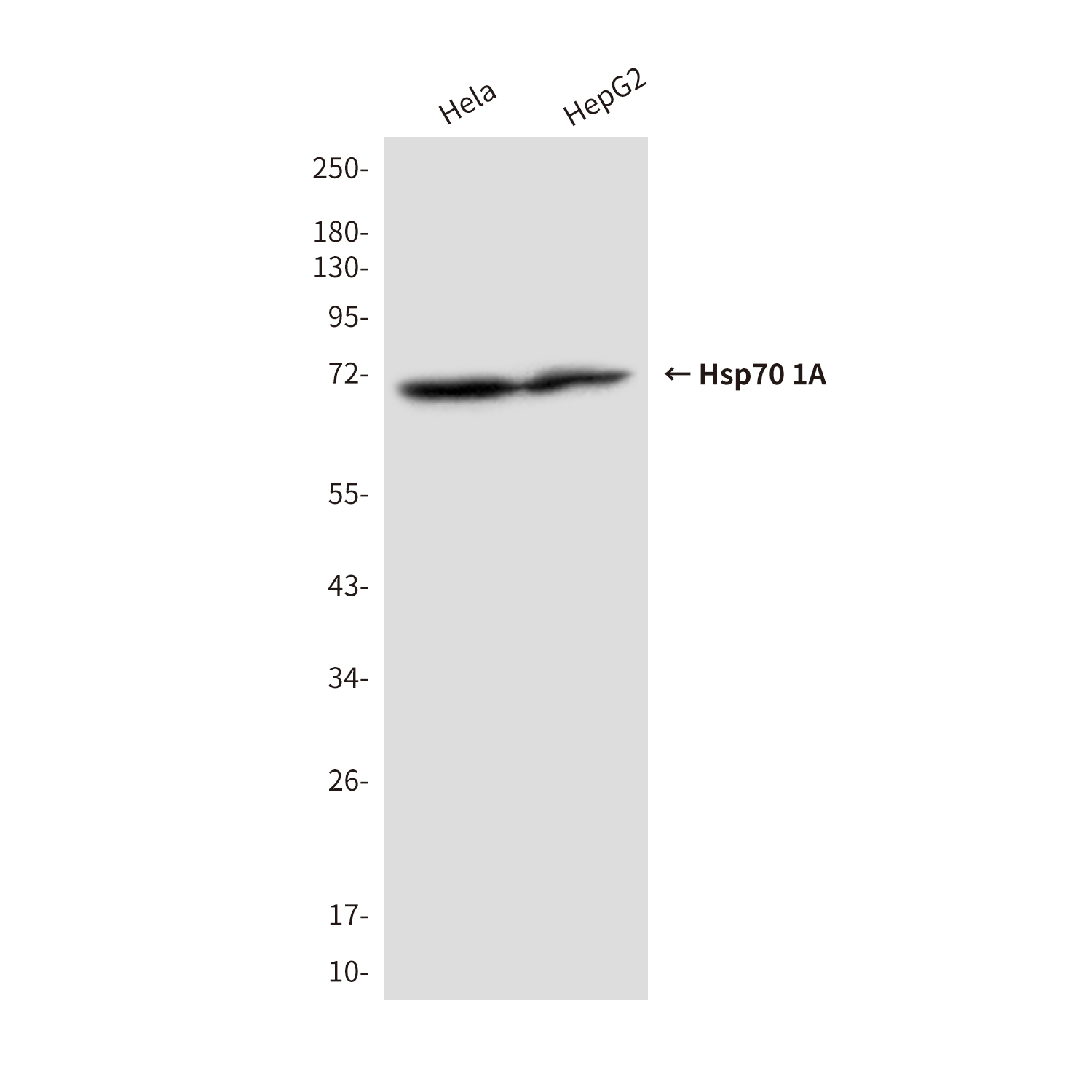 Hsp70 1A(2D4) Mouse mAb ABZ4152